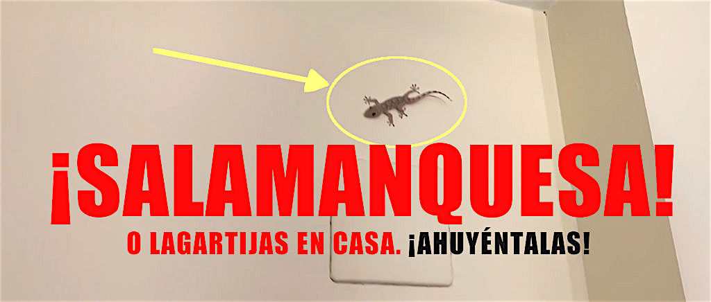 salamanquesa en casa