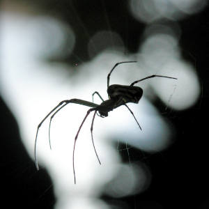 ahuyentar arañas