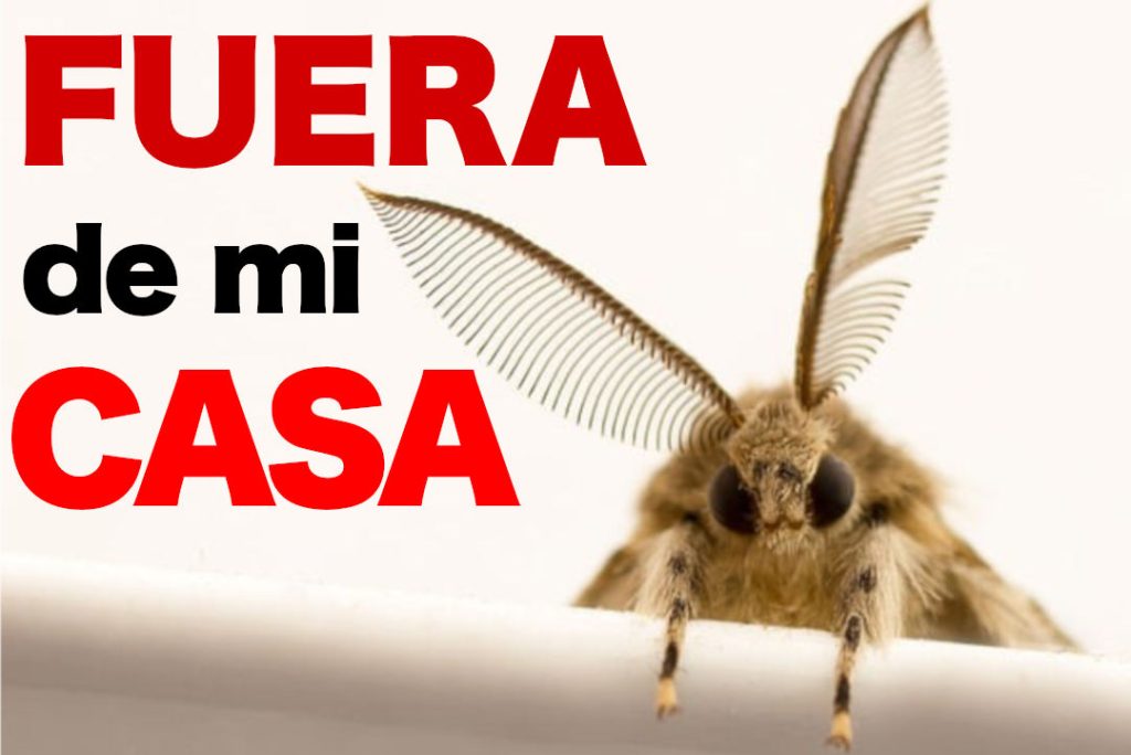 como ahuyentar polillas de casa
