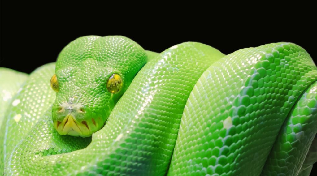 significado de soñar con serpiente verde